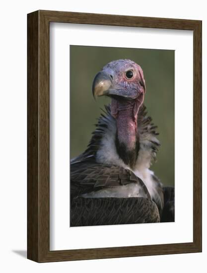 Close-Up of Lappet-Faced Vulture-Paul Souders-Framed Photographic Print