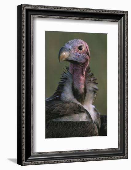 Close-Up of Lappet-Faced Vulture-Paul Souders-Framed Photographic Print