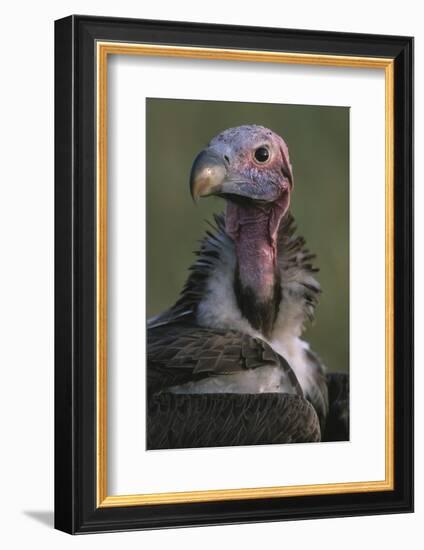 Close-Up of Lappet-Faced Vulture-Paul Souders-Framed Photographic Print