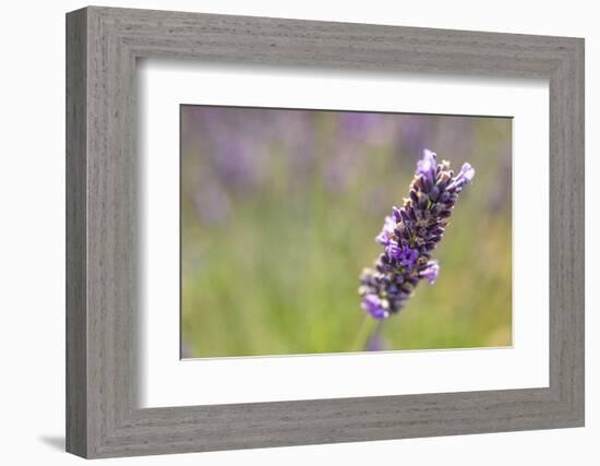 Close-up of lavender blooms in Valensole Plain, Provence, Southern France.-Michele Niles-Framed Photographic Print