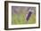 Close-up of lavender blooms in Valensole Plain, Provence, Southern France.-Michele Niles-Framed Photographic Print