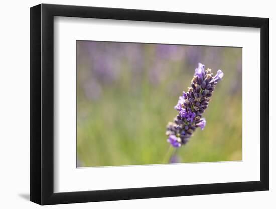 Close-up of lavender blooms in Valensole Plain, Provence, Southern France.-Michele Niles-Framed Photographic Print