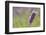 Close-up of lavender blooms in Valensole Plain, Provence, Southern France.-Michele Niles-Framed Photographic Print