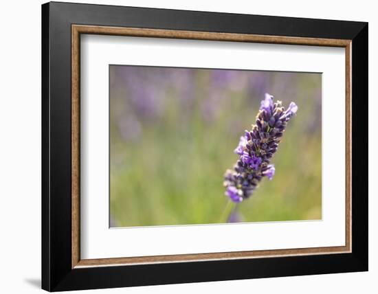 Close-up of lavender blooms in Valensole Plain, Provence, Southern France.-Michele Niles-Framed Photographic Print