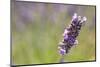 Close-up of lavender blooms in Valensole Plain, Provence, Southern France.-Michele Niles-Mounted Photographic Print