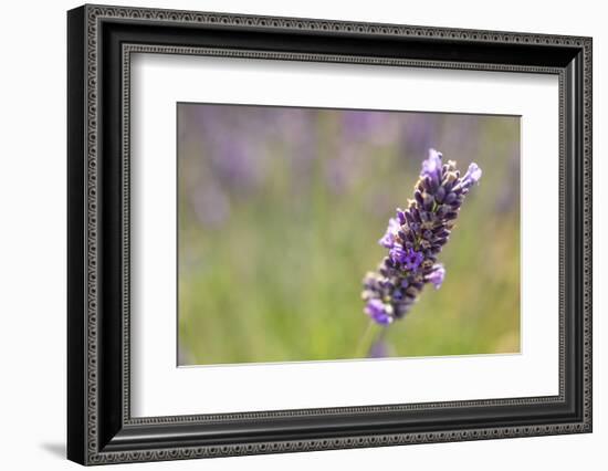 Close-up of lavender blooms in Valensole Plain, Provence, Southern France.-Michele Niles-Framed Photographic Print