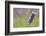 Close-up of lavender blooms in Valensole Plain, Provence, Southern France.-Michele Niles-Framed Photographic Print