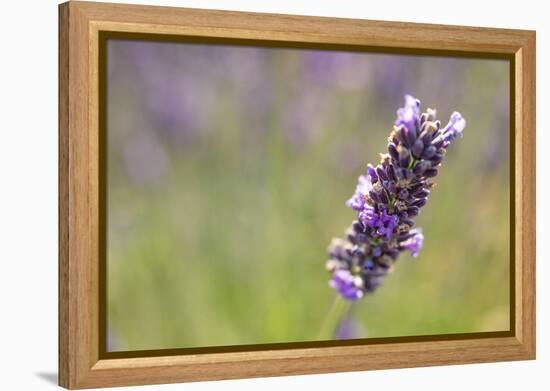 Close-up of lavender blooms in Valensole Plain, Provence, Southern France.-Michele Niles-Framed Premier Image Canvas