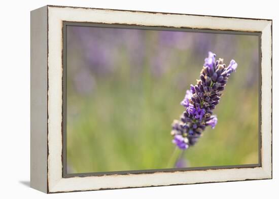 Close-up of lavender blooms in Valensole Plain, Provence, Southern France.-Michele Niles-Framed Premier Image Canvas