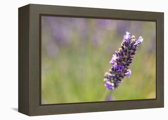 Close-up of lavender blooms in Valensole Plain, Provence, Southern France.-Michele Niles-Framed Premier Image Canvas