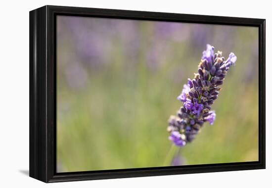 Close-up of lavender blooms in Valensole Plain, Provence, Southern France.-Michele Niles-Framed Premier Image Canvas