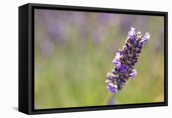 Close-up of lavender blooms in Valensole Plain, Provence, Southern France.-Michele Niles-Framed Premier Image Canvas