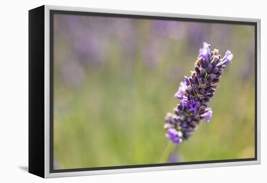 Close-up of lavender blooms in Valensole Plain, Provence, Southern France.-Michele Niles-Framed Premier Image Canvas