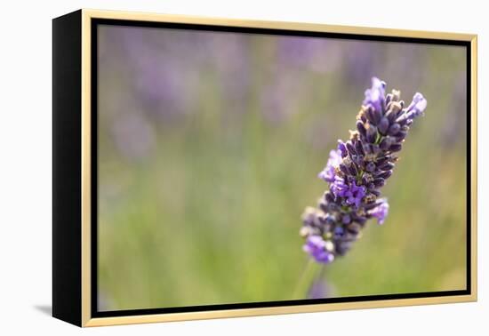 Close-up of lavender blooms in Valensole Plain, Provence, Southern France.-Michele Niles-Framed Premier Image Canvas
