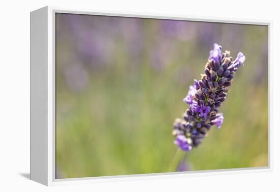 Close-up of lavender blooms in Valensole Plain, Provence, Southern France.-Michele Niles-Framed Premier Image Canvas