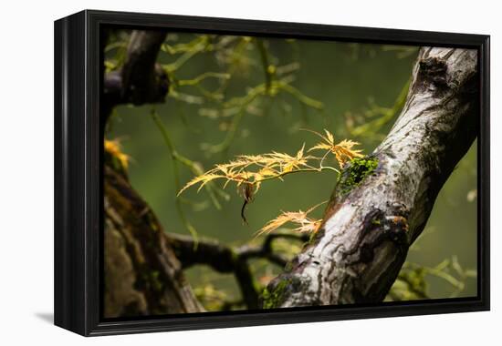 Close-up of leaf, Japanese garden, Portland, Oregon, USA-Panoramic Images-Framed Premier Image Canvas