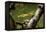 Close-up of leaf, Japanese garden, Portland, Oregon, USA-Panoramic Images-Framed Premier Image Canvas