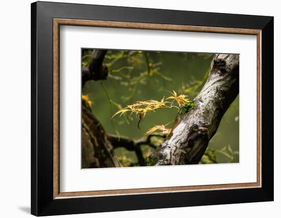 Close-up of leaf, Japanese garden, Portland, Oregon, USA-Panoramic Images-Framed Photographic Print