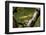 Close-up of leaf, Japanese garden, Portland, Oregon, USA-Panoramic Images-Framed Photographic Print