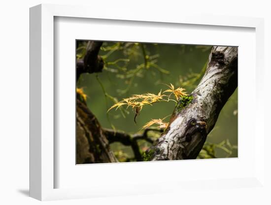 Close-up of leaf, Japanese garden, Portland, Oregon, USA-Panoramic Images-Framed Photographic Print