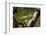 Close-up of leaf, Japanese garden, Portland, Oregon, USA-Panoramic Images-Framed Photographic Print