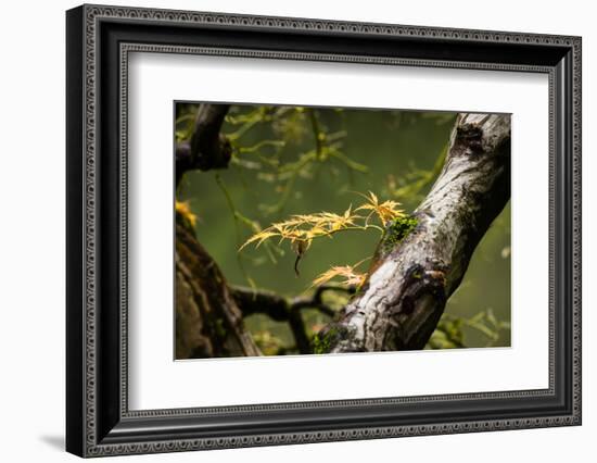 Close-up of leaf, Japanese garden, Portland, Oregon, USA-Panoramic Images-Framed Premium Photographic Print