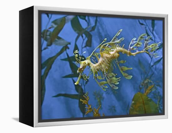 Close-Up of Leafy Sea Dragon-Hal Beral-Framed Premier Image Canvas