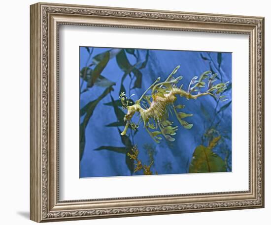 Close-Up of Leafy Sea Dragon-Hal Beral-Framed Photographic Print