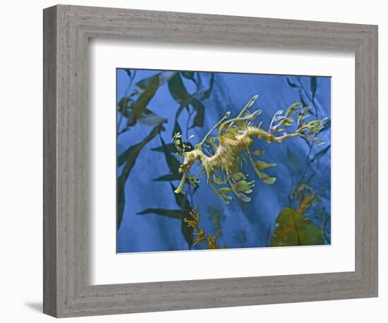 Close-Up of Leafy Sea Dragon-Hal Beral-Framed Photographic Print