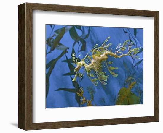 Close-Up of Leafy Sea Dragon-Hal Beral-Framed Photographic Print