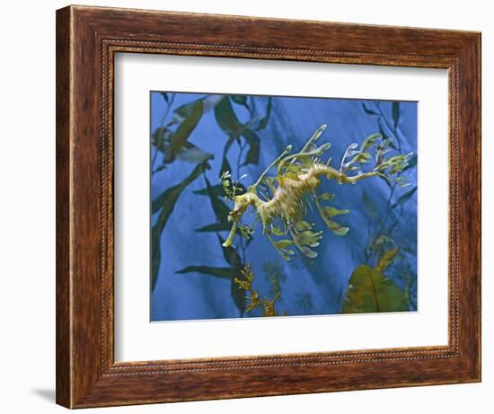 Close-Up of Leafy Sea Dragon-Hal Beral-Framed Photographic Print