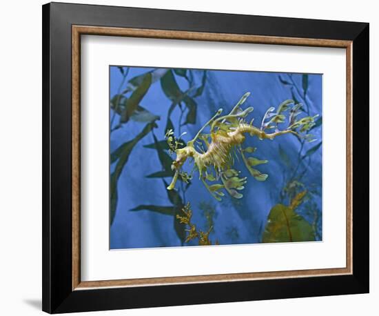 Close-Up of Leafy Sea Dragon-Hal Beral-Framed Photographic Print