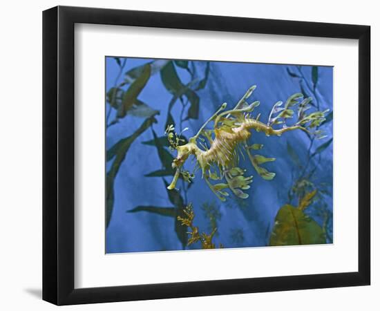 Close-Up of Leafy Sea Dragon-Hal Beral-Framed Photographic Print