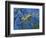 Close-Up of Leafy Sea Dragon-Hal Beral-Framed Photographic Print