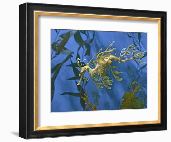 Close-Up of Leafy Sea Dragon-Hal Beral-Framed Photographic Print