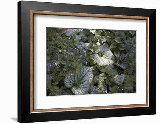 Close up of leaves and flowers-Richard Bryant-Framed Photo
