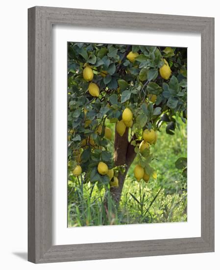 Close-Up of Lemon Tree, Denia, Spain, Europe-Jan Baldwin-Framed Photographic Print