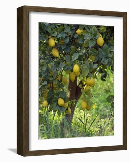 Close-Up of Lemon Tree, Denia, Spain, Europe-Jan Baldwin-Framed Photographic Print