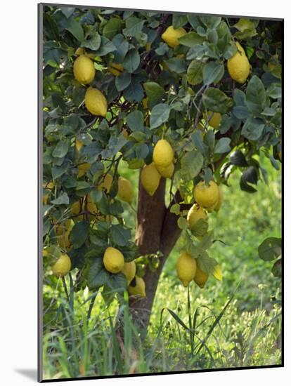Close-Up of Lemon Tree, Denia, Spain, Europe-Jan Baldwin-Mounted Photographic Print