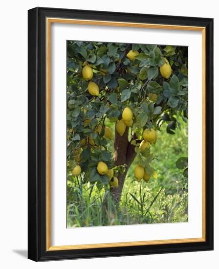 Close-Up of Lemon Tree, Denia, Spain, Europe-Jan Baldwin-Framed Photographic Print