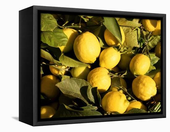 Close-Up of Lemons in the Market, Menton, Provence, Cote d'Azur, France-Sergio Pitamitz-Framed Premier Image Canvas