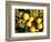 Close-Up of Lemons in the Market, Menton, Provence, Cote d'Azur, France-Sergio Pitamitz-Framed Photographic Print