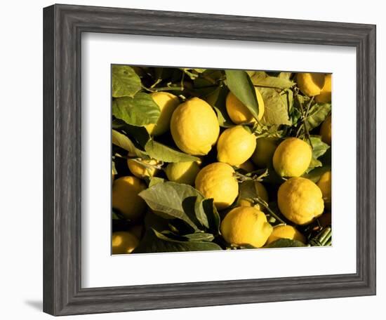 Close-Up of Lemons in the Market, Menton, Provence, Cote d'Azur, France-Sergio Pitamitz-Framed Photographic Print