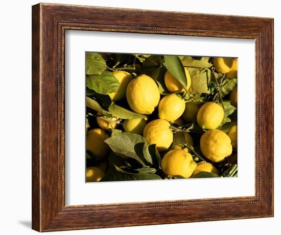 Close-Up of Lemons in the Market, Menton, Provence, Cote d'Azur, France-Sergio Pitamitz-Framed Photographic Print