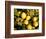 Close-Up of Lemons in the Market, Menton, Provence, Cote d'Azur, France-Sergio Pitamitz-Framed Photographic Print