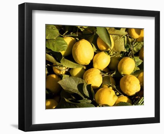 Close-Up of Lemons in the Market, Menton, Provence, Cote d'Azur, France-Sergio Pitamitz-Framed Photographic Print