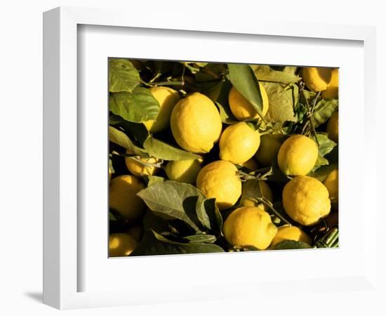 Close-Up of Lemons in the Market, Menton, Provence, Cote d'Azur, France-Sergio Pitamitz-Framed Photographic Print