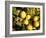 Close-Up of Lemons in the Market, Menton, Provence, Cote d'Azur, France-Sergio Pitamitz-Framed Photographic Print