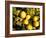 Close-Up of Lemons in the Market, Menton, Provence, Cote d'Azur, France-Sergio Pitamitz-Framed Photographic Print