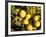 Close-Up of Lemons in the Market, Menton, Provence, Cote d'Azur, France-Sergio Pitamitz-Framed Photographic Print